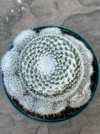 Mammillaria Parkinsonii Cluster | Rare Live Cactus #683