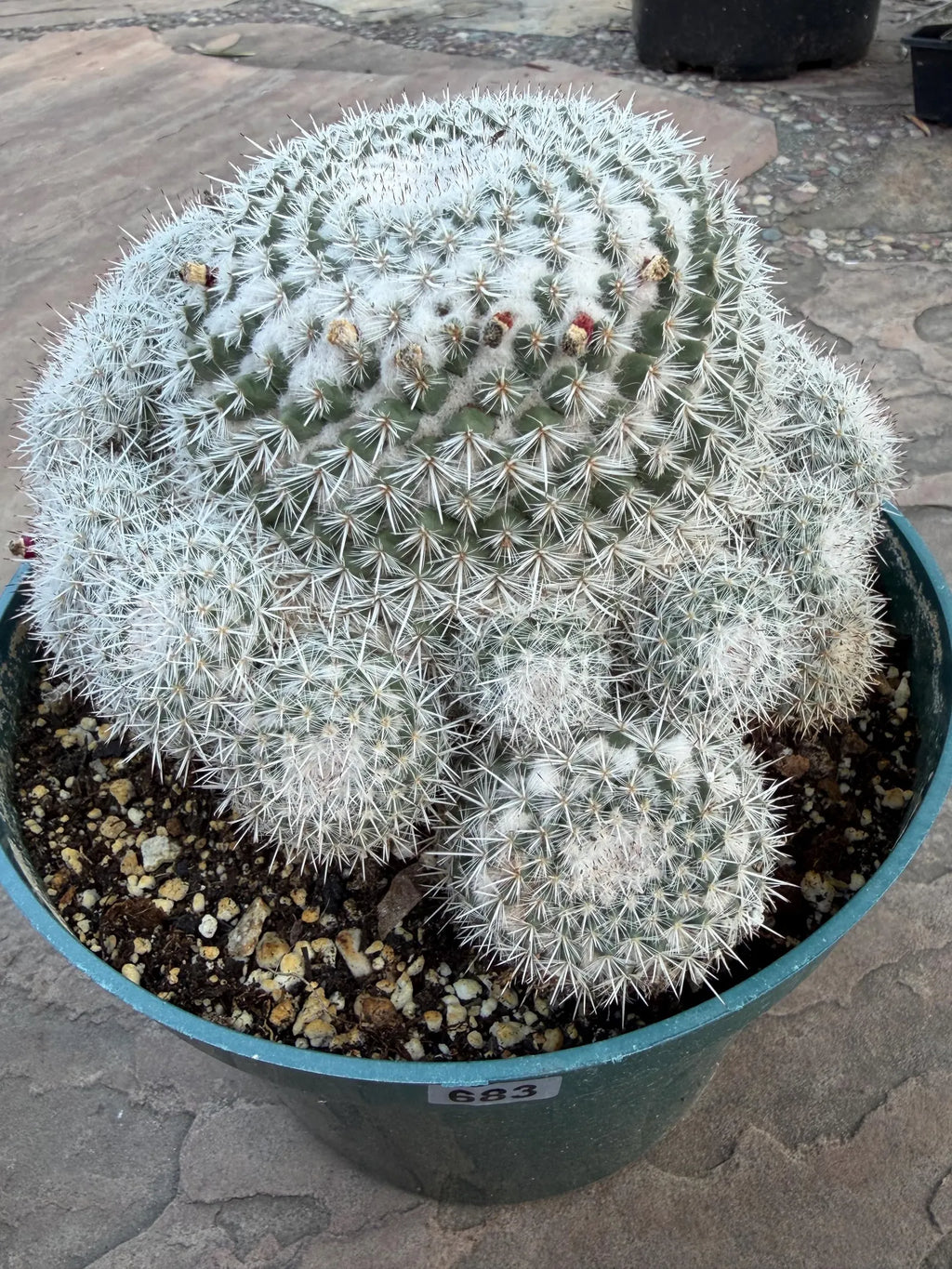 Mammillaria Parkinsonii Cluster | Rare Live Cactus #683