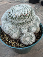 Mammillaria Parkinsonii Cluster | Rare Live Cactus #683