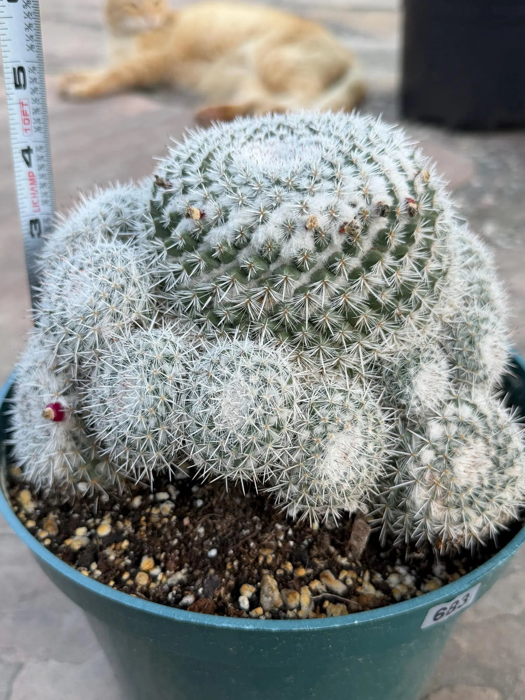 Mammillaria Parkinsonii Cluster | Rare Live Cactus #683