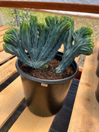 Crested Blue Myrtle Cactus | Rare Live Crested Cactus #537