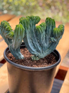Crested Blue Myrtle Cactus | Rare Live Crested Cactus #537