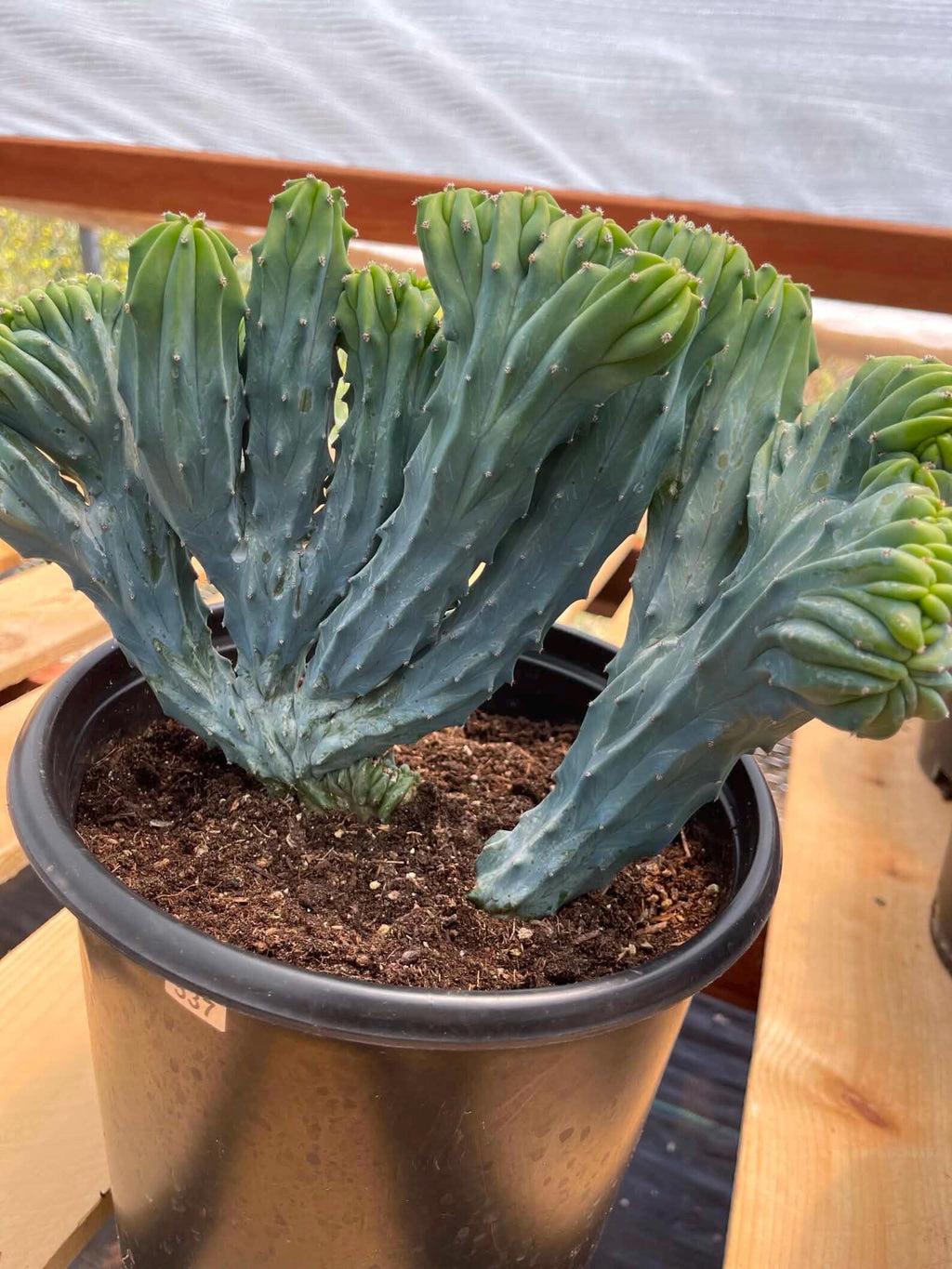 Crested Blue Myrtle Cactus | Rare Live Crested Cactus #537