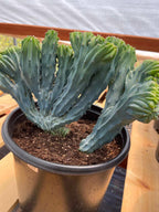 Crested Blue Myrtle Cactus | Rare Live Crested Cactus #537