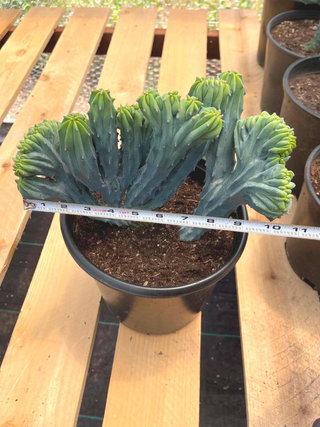 Crested Blue Myrtle Cactus | Rare Live Crested Cactus #537