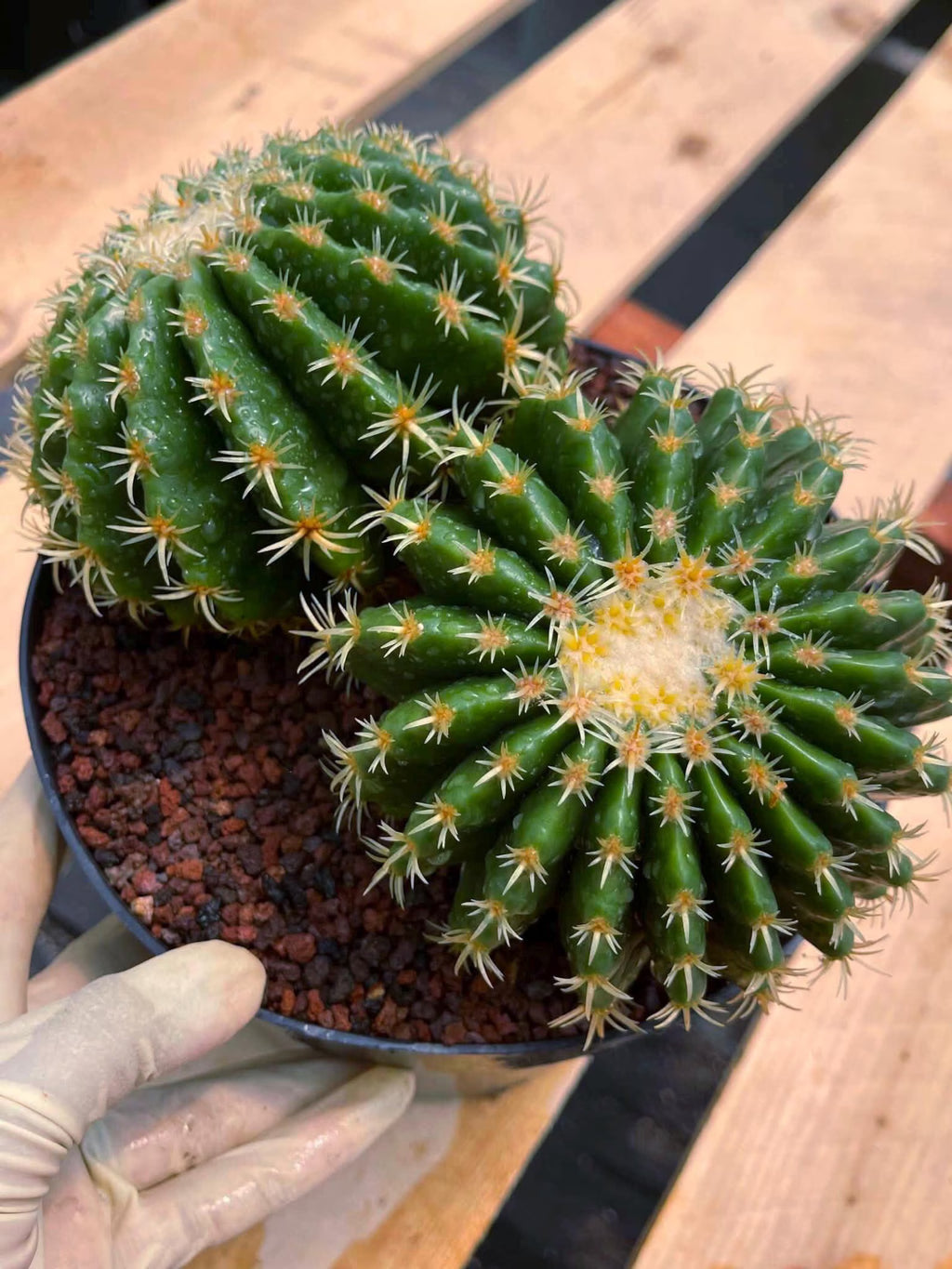 Echinocactus Grusonii Short Spine Cluster #557