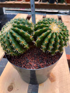 Echinocactus Grusonii Short Spine Cluster #557