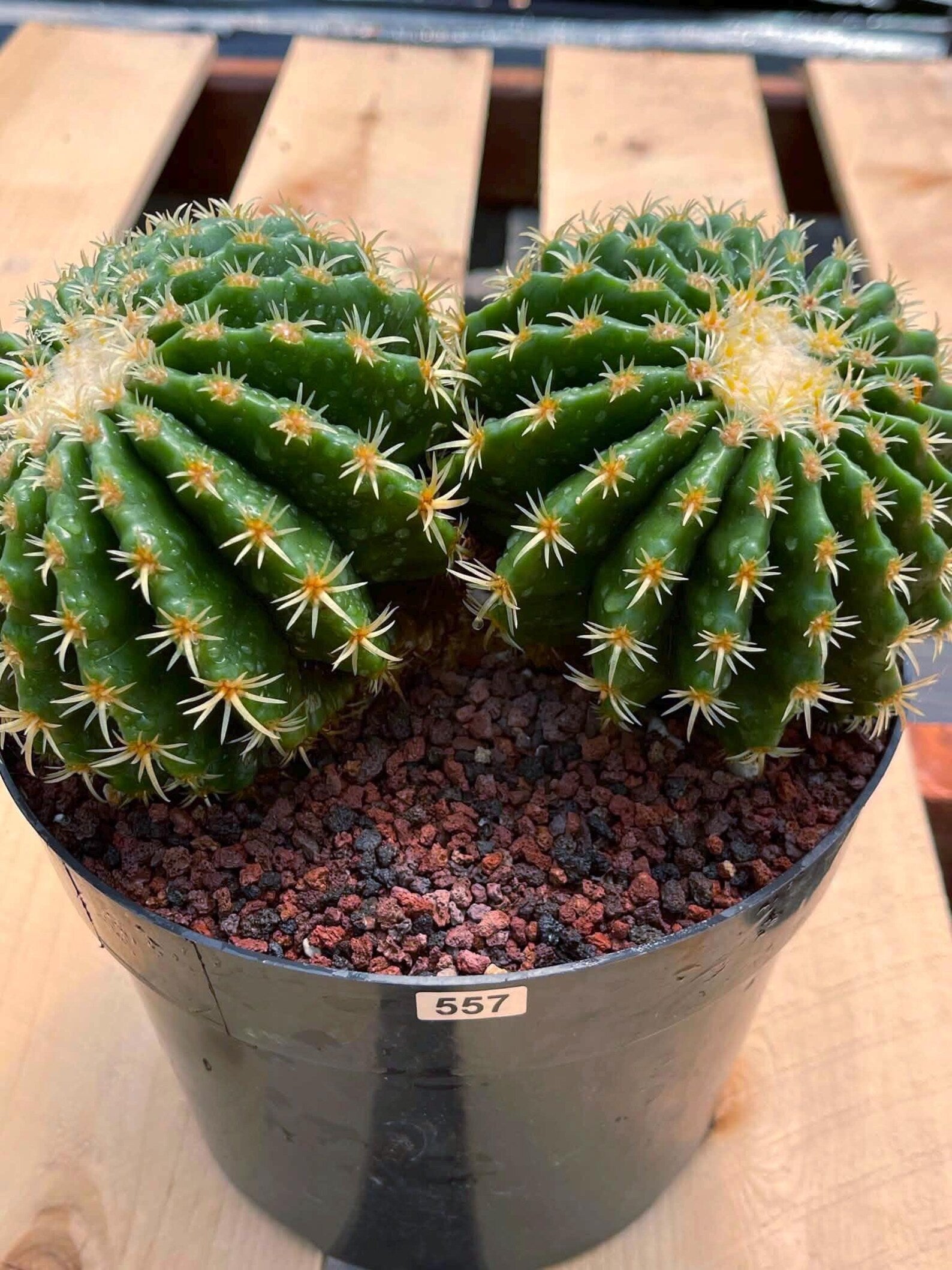 Echinocactus Grusonii Short Spine Cluster #557