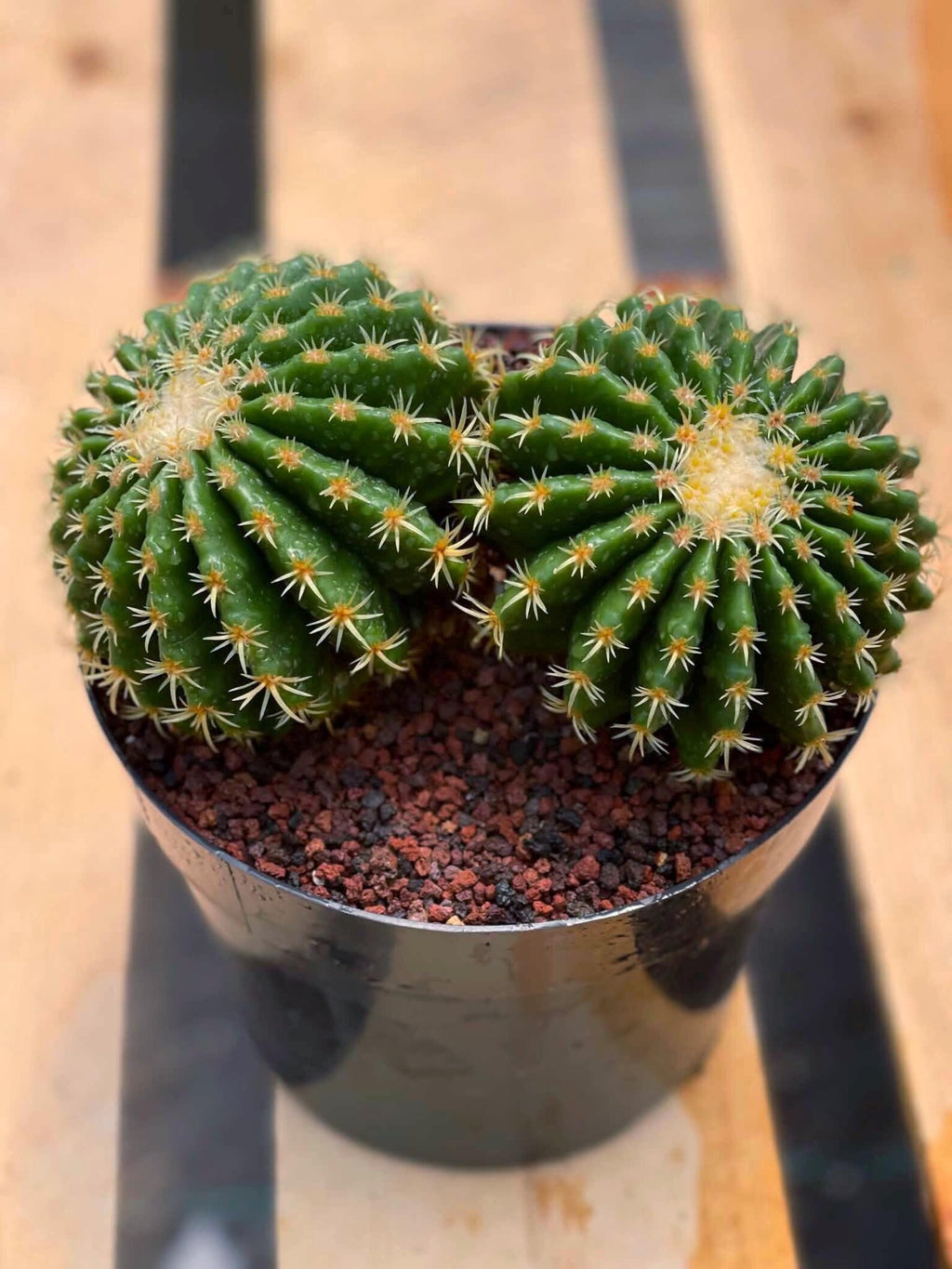 Echinocactus Grusonii Short Spine Cluster #557