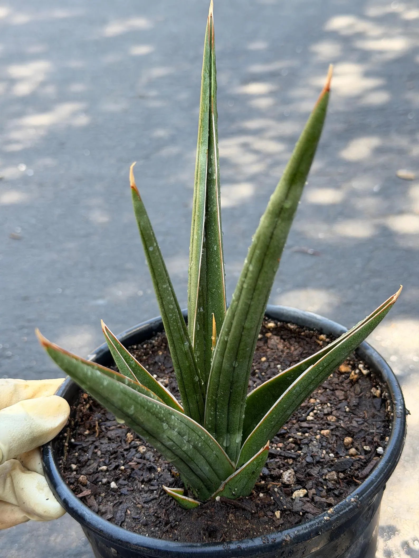 Sansevieria Downsii Live Plant | Rare Snake Plant