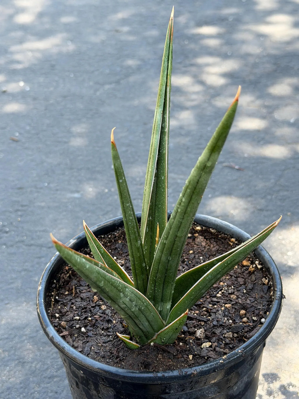 Sansevieria Downsii Live Plant | Rare Snake Plant