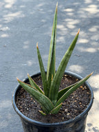 Sansevieria Downsii Live Plant | Rare Snake Plant