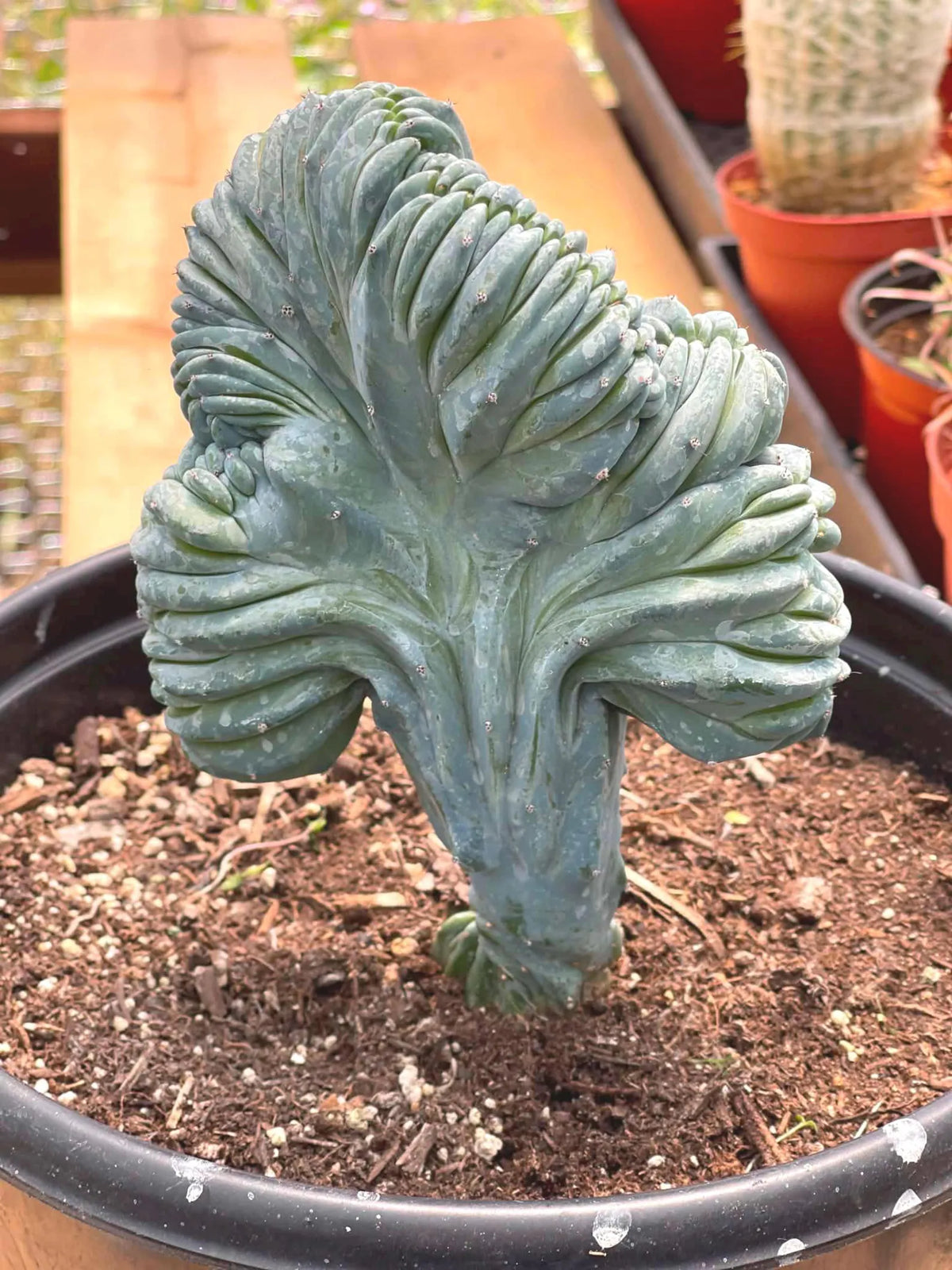Crested Blue Myrtle Cactus Easy Care Specimen Plant #554