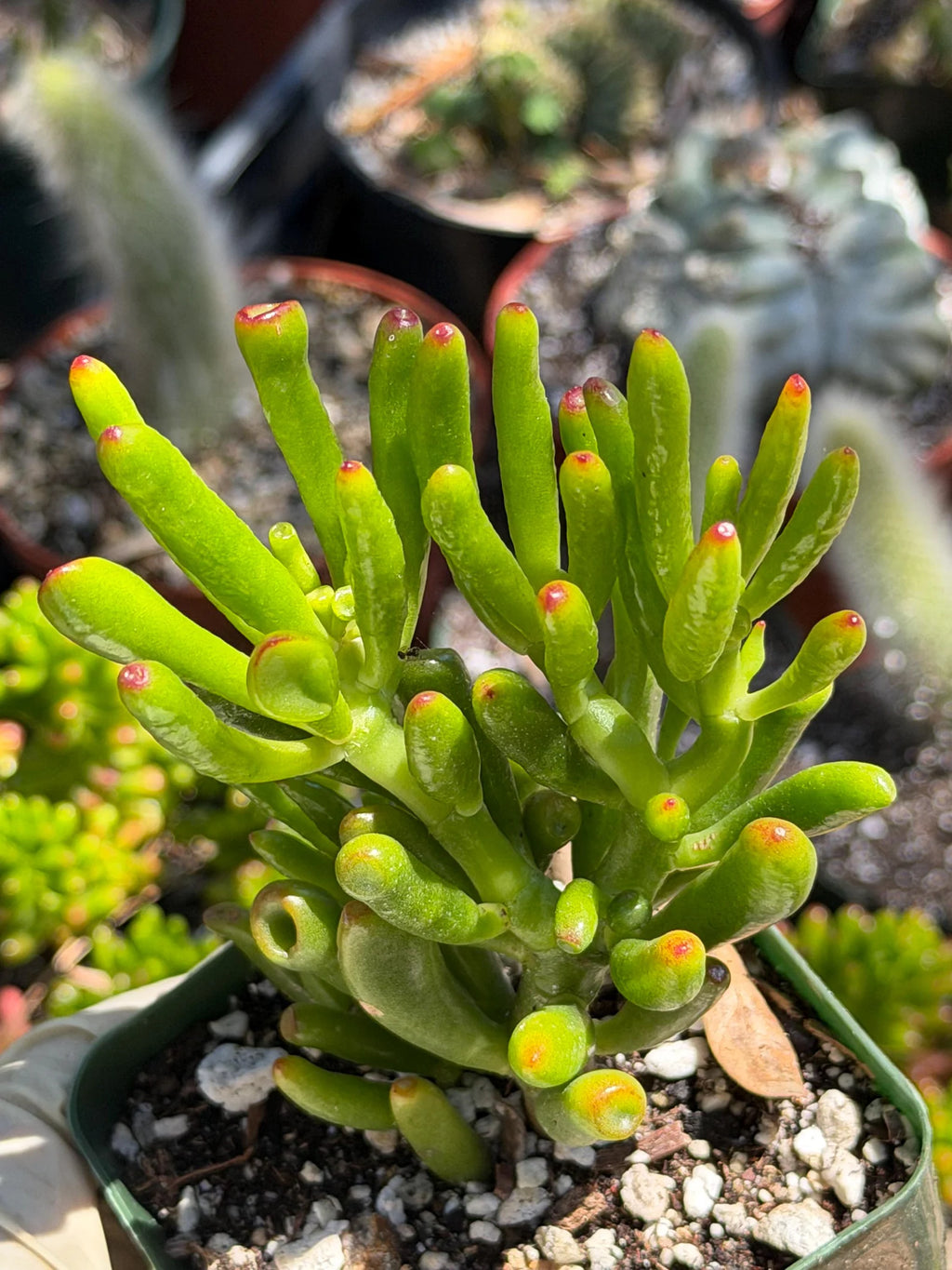 Bonsai Jade Tree (Crassula ovata) – Hardy Live Succulent Plant with Established Roots