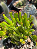 Bonsai Jade Tree (Crassula ovata) – Hardy Live Succulent Plant with Established Roots