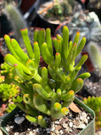 Bonsai Jade Tree (Crassula ovata) – Hardy Live Succulent Plant with Established Roots