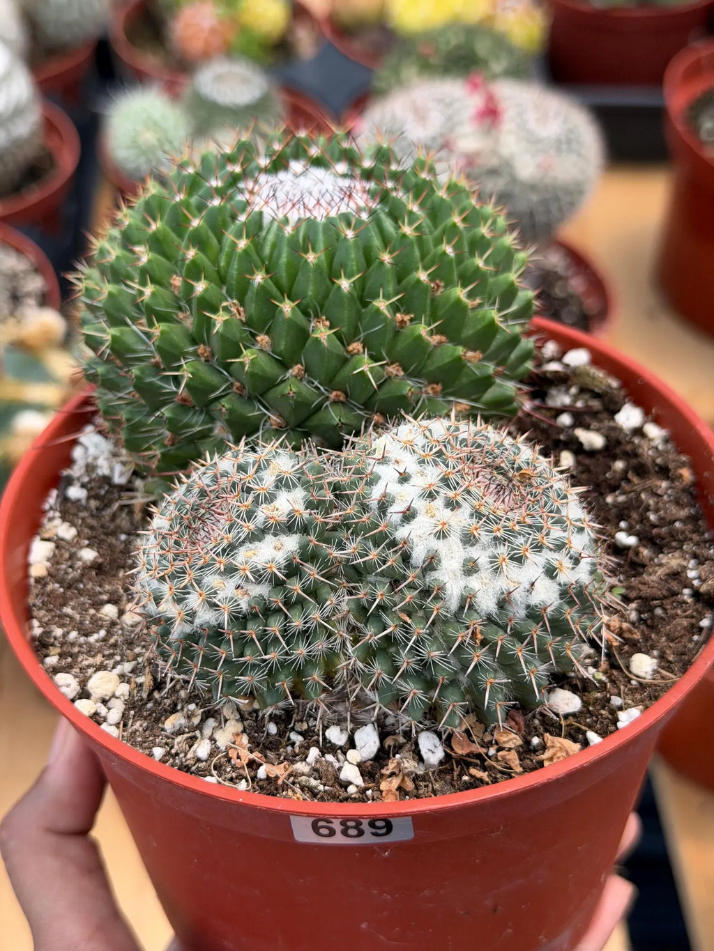Mammillaria Formosa Double Head Cactus #689 | Rare Live Cactus | Exact Plant