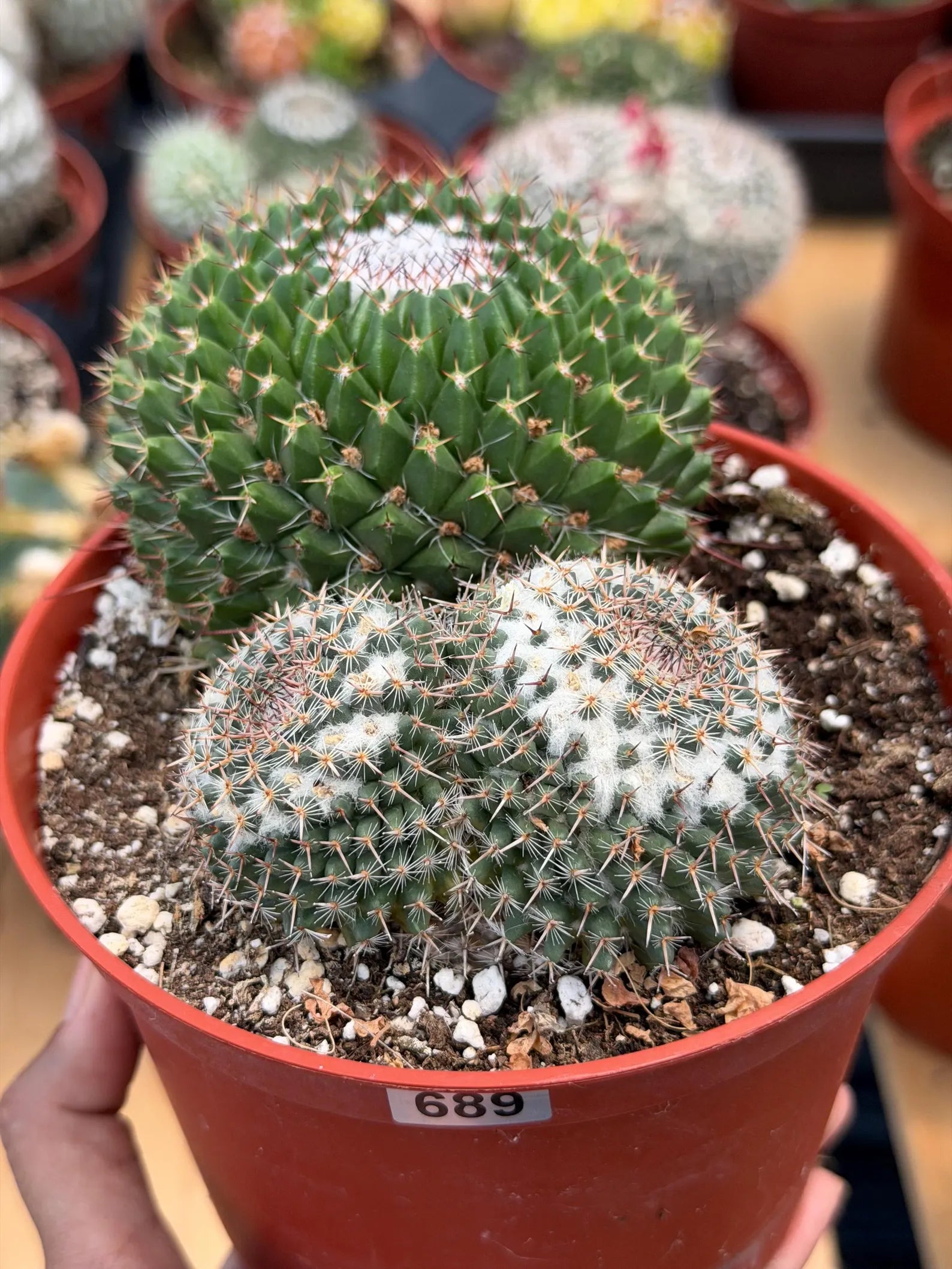 Mammillaria Formosa Double Head Cactus #689 | Rare Live Cactus | Exact Plant