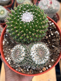 Mammillaria Formosa Double Head Cactus #689 | Rare Live Cactus | Exact Plant
