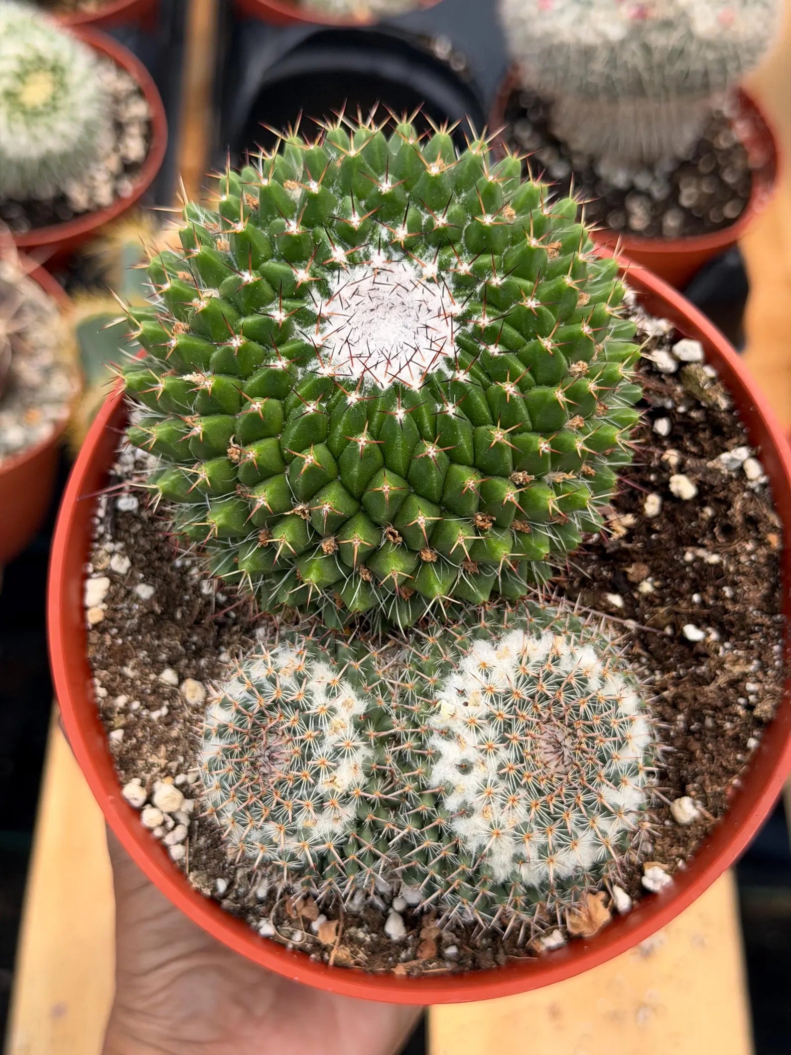 Mammillaria Formosa Double Head Cactus #689 | Rare Live Cactus | Exact Plant