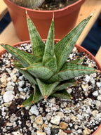 Sansevieria Rockman Live Plant | Rare Snake Plant | Easy Care Indoor Houseplant