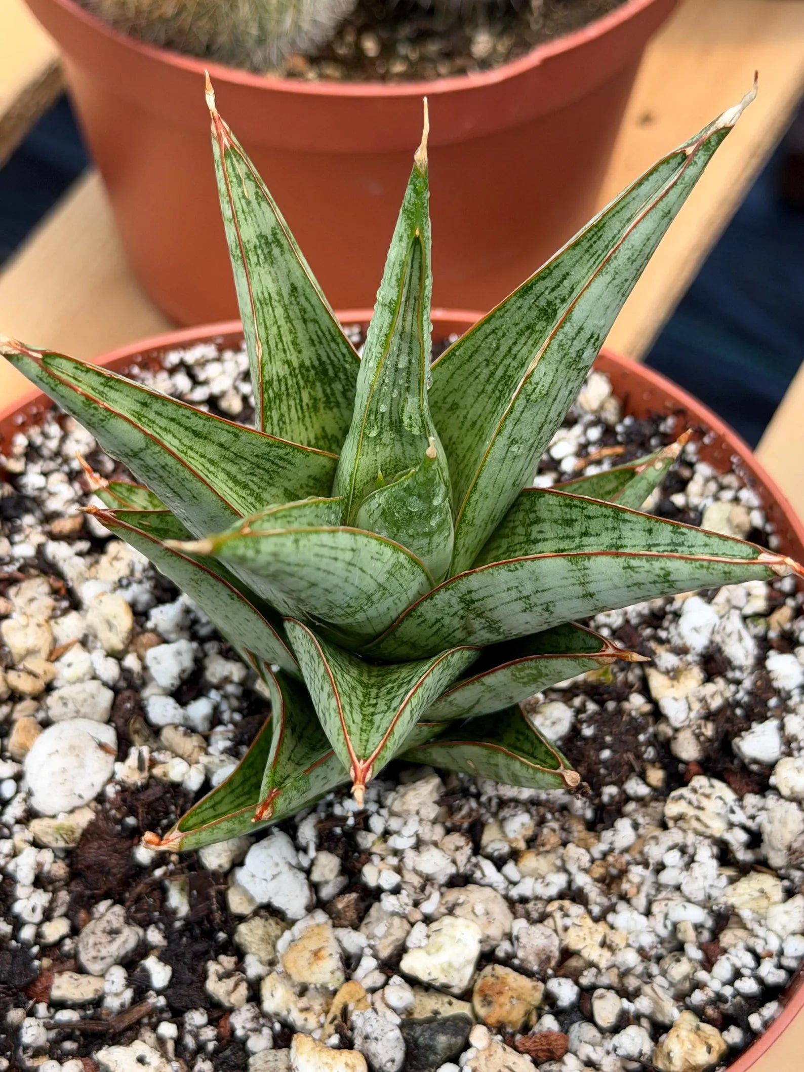 Sansevieria Rockman Live Plant | Rare Snake Plant | Easy Care Indoor Houseplant