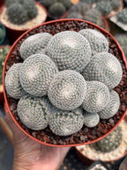 Mammillaria Perbella Cluster Cactus – Rare Live Plant #694