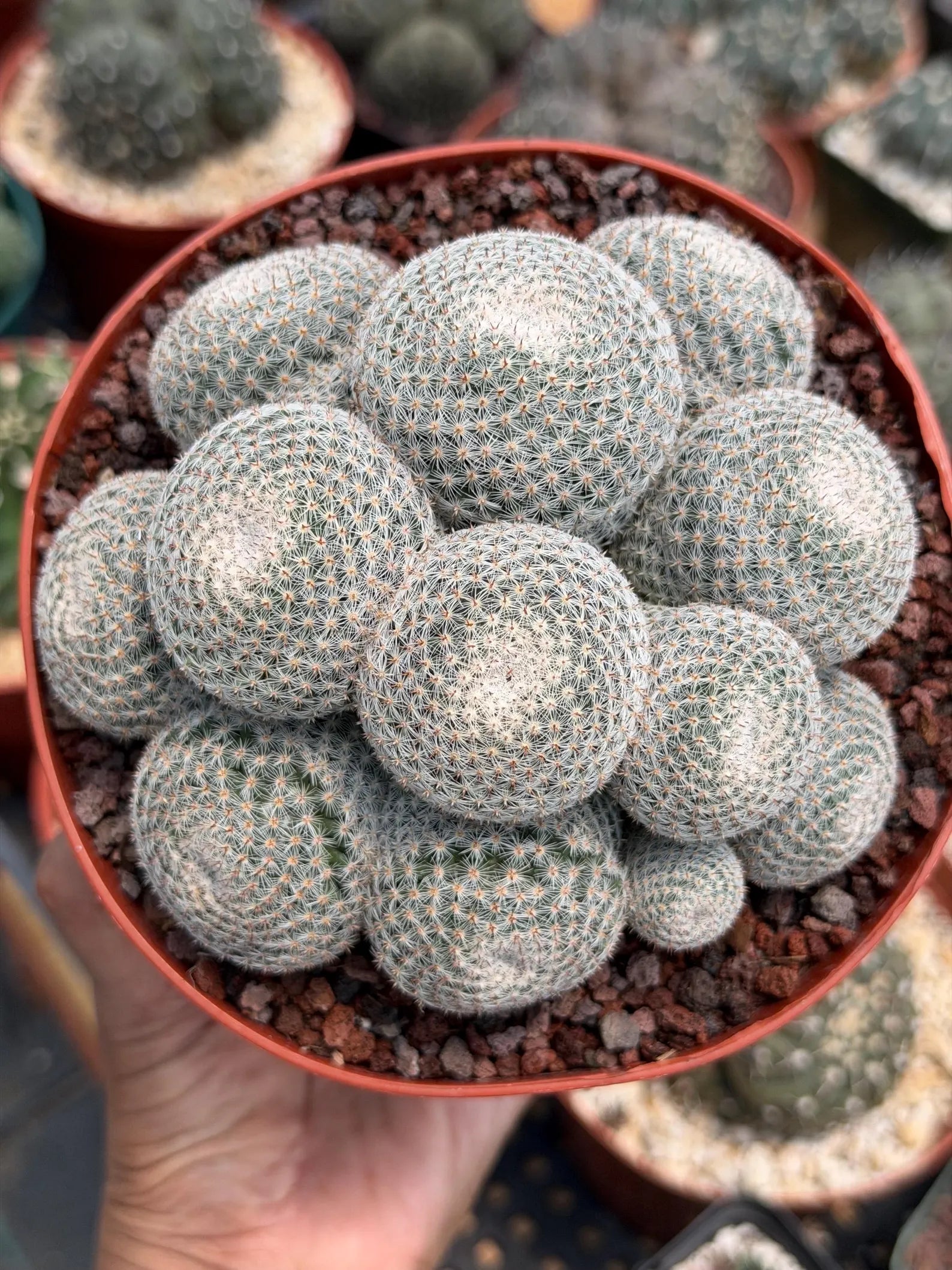 Mammillaria Perbella Cluster Cactus – Rare Live Plant #694