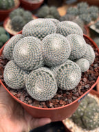 Mammillaria Perbella Cluster Cactus – Rare Live Plant #694