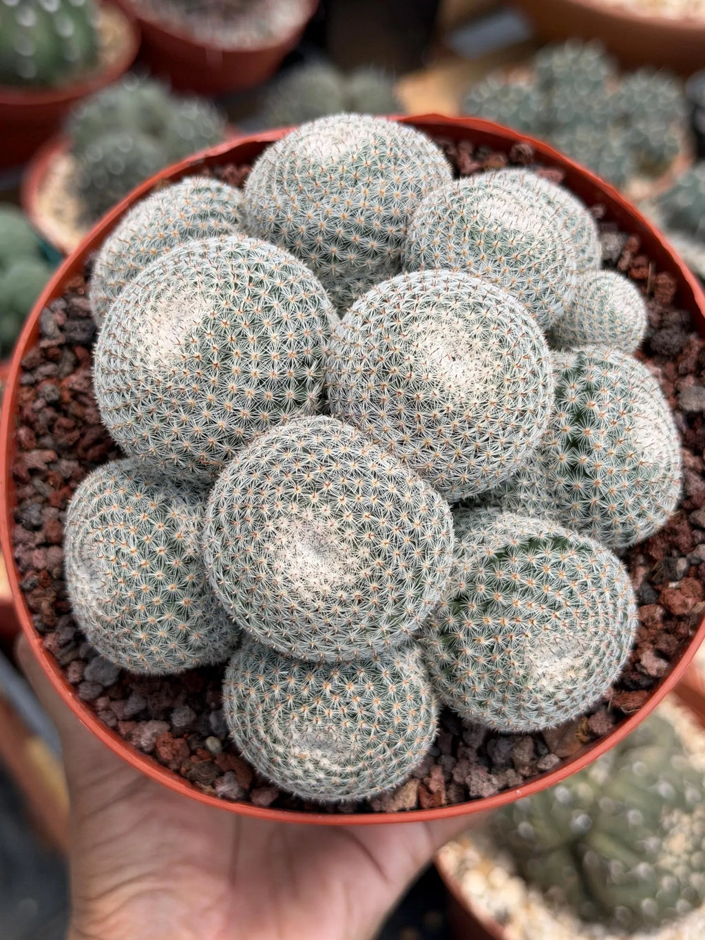 Mammillaria Perbella Cluster Cactus – Rare Live Plant #694