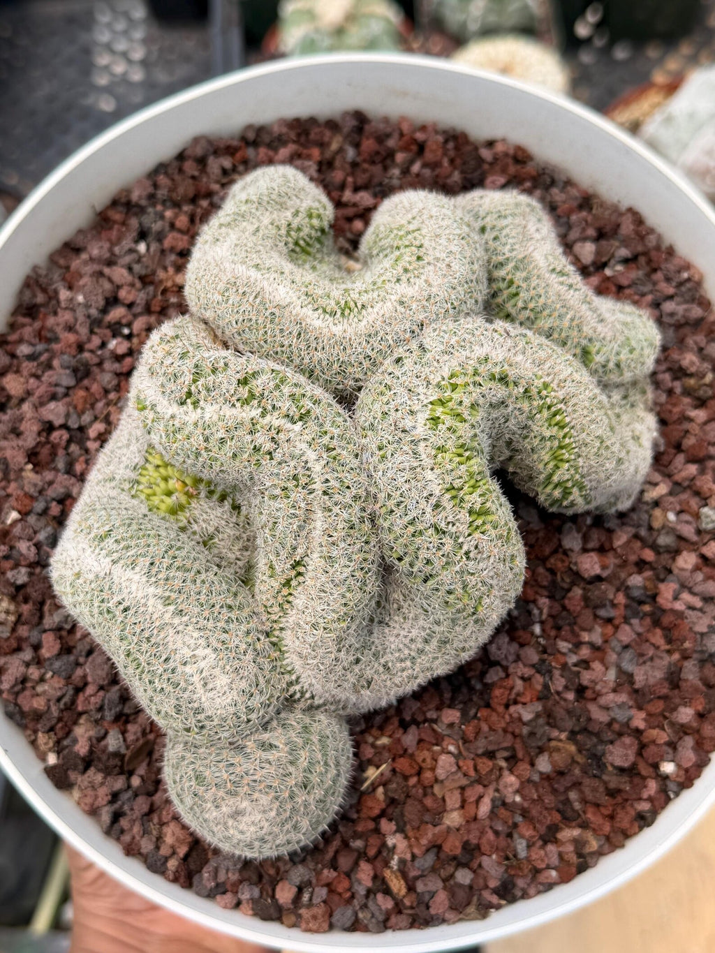Mammillaria Crested | Rare Specimen Cactus | 6" Live Plant