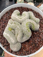 Mammillaria Crested | Rare Specimen Cactus | 6" Live Plant