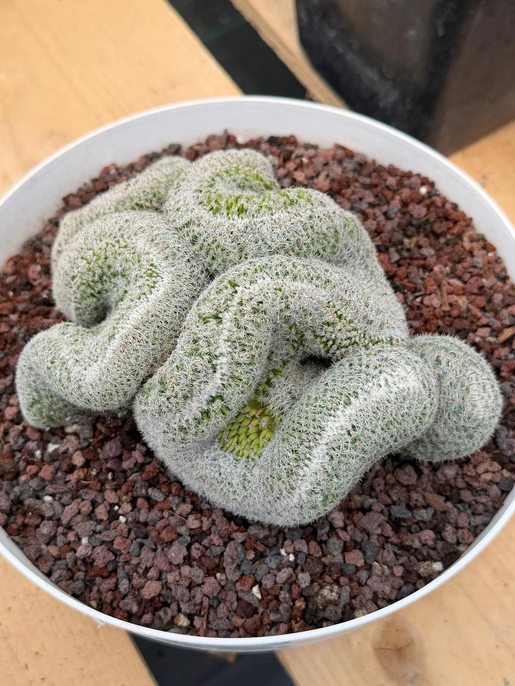 Mammillaria Crested | Rare Specimen Cactus | 6" Live Plant