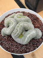 Mammillaria Crested | Rare Specimen Cactus | 6" Live Plant