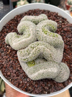 Mammillaria Crested | Rare Specimen Cactus | 6" Live Plant