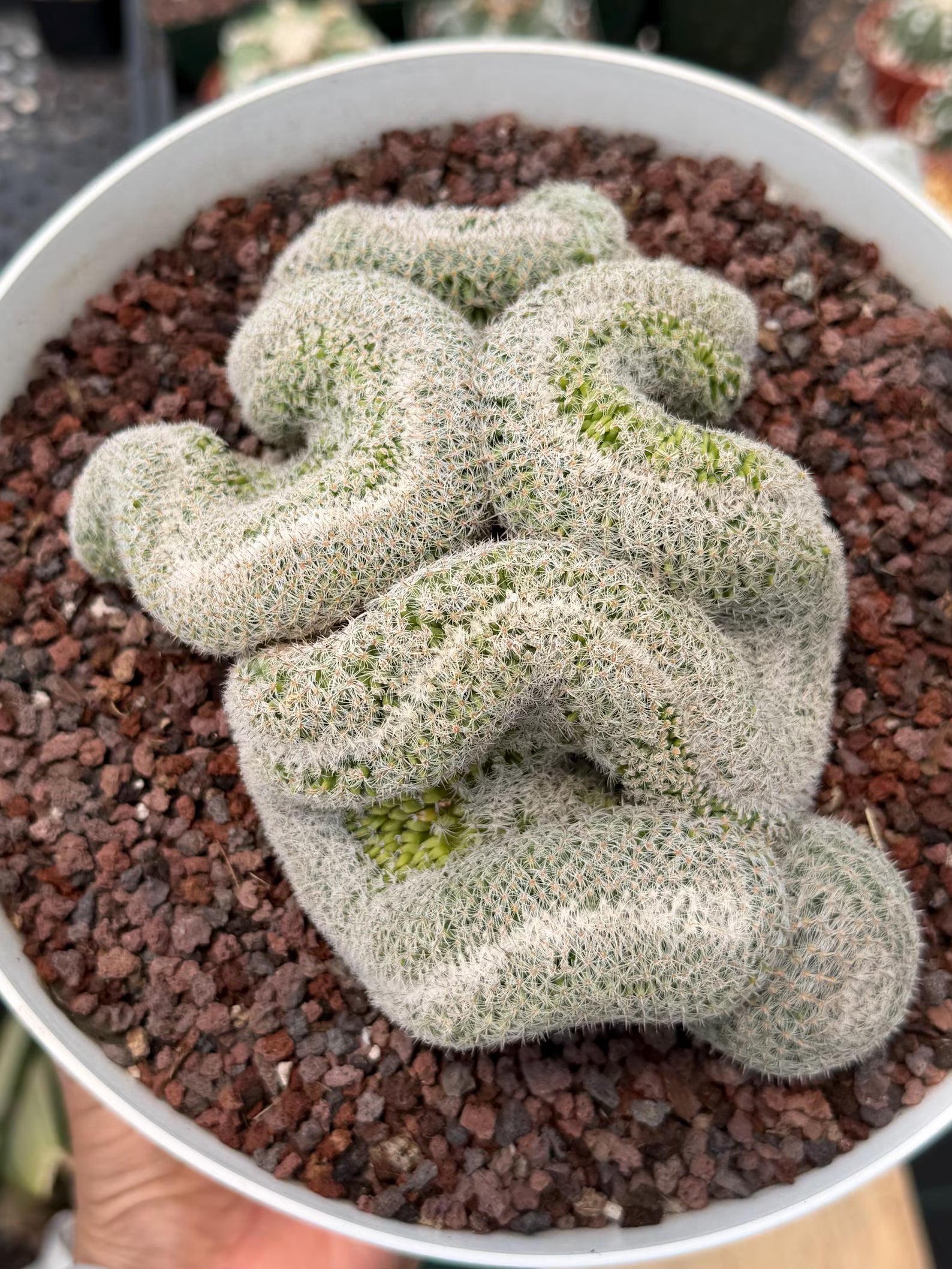 Mammillaria Crested | Rare Specimen Cactus | 6" Live Plant