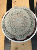 Mammillaria Candida with Pups #521