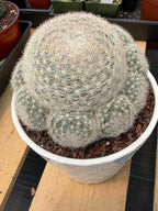 Mammillaria Candida with Pups #521