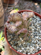 Huernia procumbens ‘Red Dragon Flower’ Live Plant | Rare Flowering Succulent