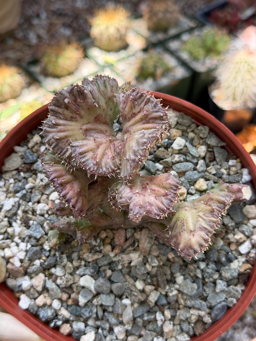 Huernia procumbens ‘Red Dragon Flower’ Live Plant | Rare Flowering Succulent