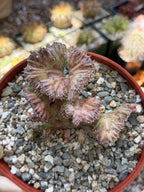 Huernia procumbens ‘Red Dragon Flower’ Live Plant | Rare Flowering Succulent