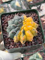 Variegated Gymnocalycium Ochoterenae Half Moon | Rare Live Cactus | Collector Plant #712