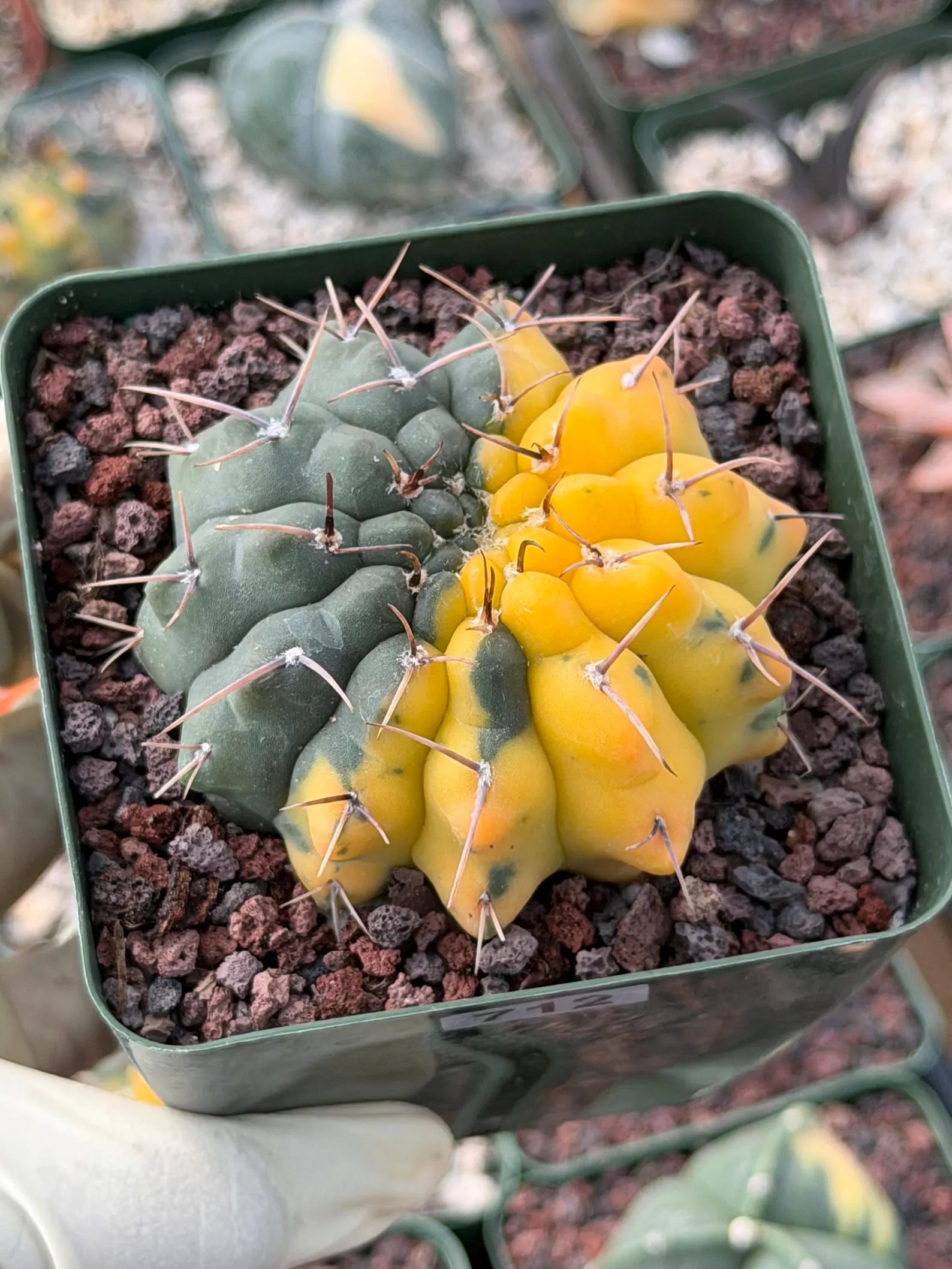 Variegated Gymnocalycium Ochoterenae Half Moon | Rare Live Cactus | Collector Plant #712