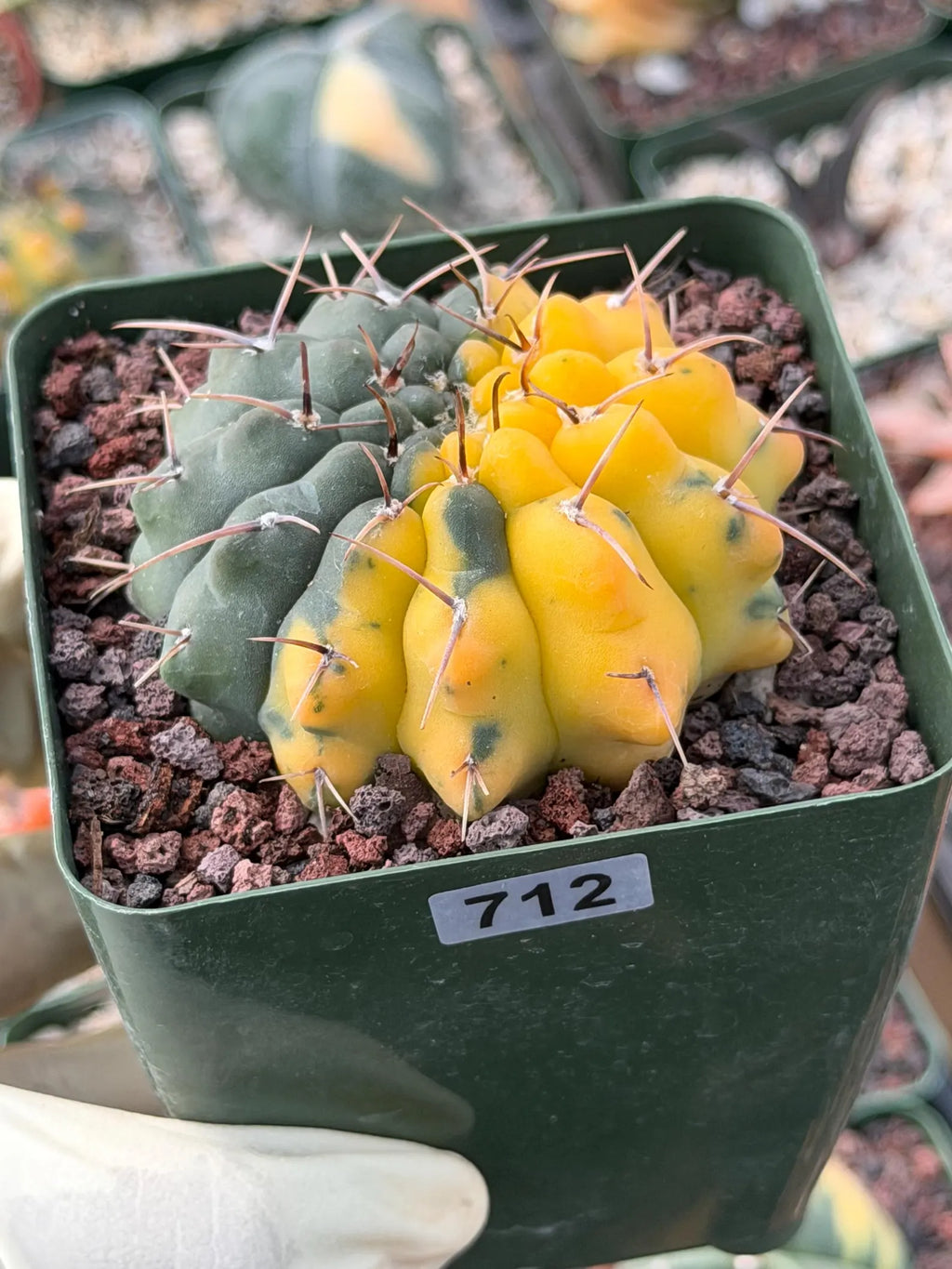 Variegated Gymnocalycium Ochoterenae Half Moon | Rare Live Cactus | Collector Plant #712