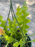 Fishbone Cactus | Rare Hanging Cactus | Live Succulent Plant