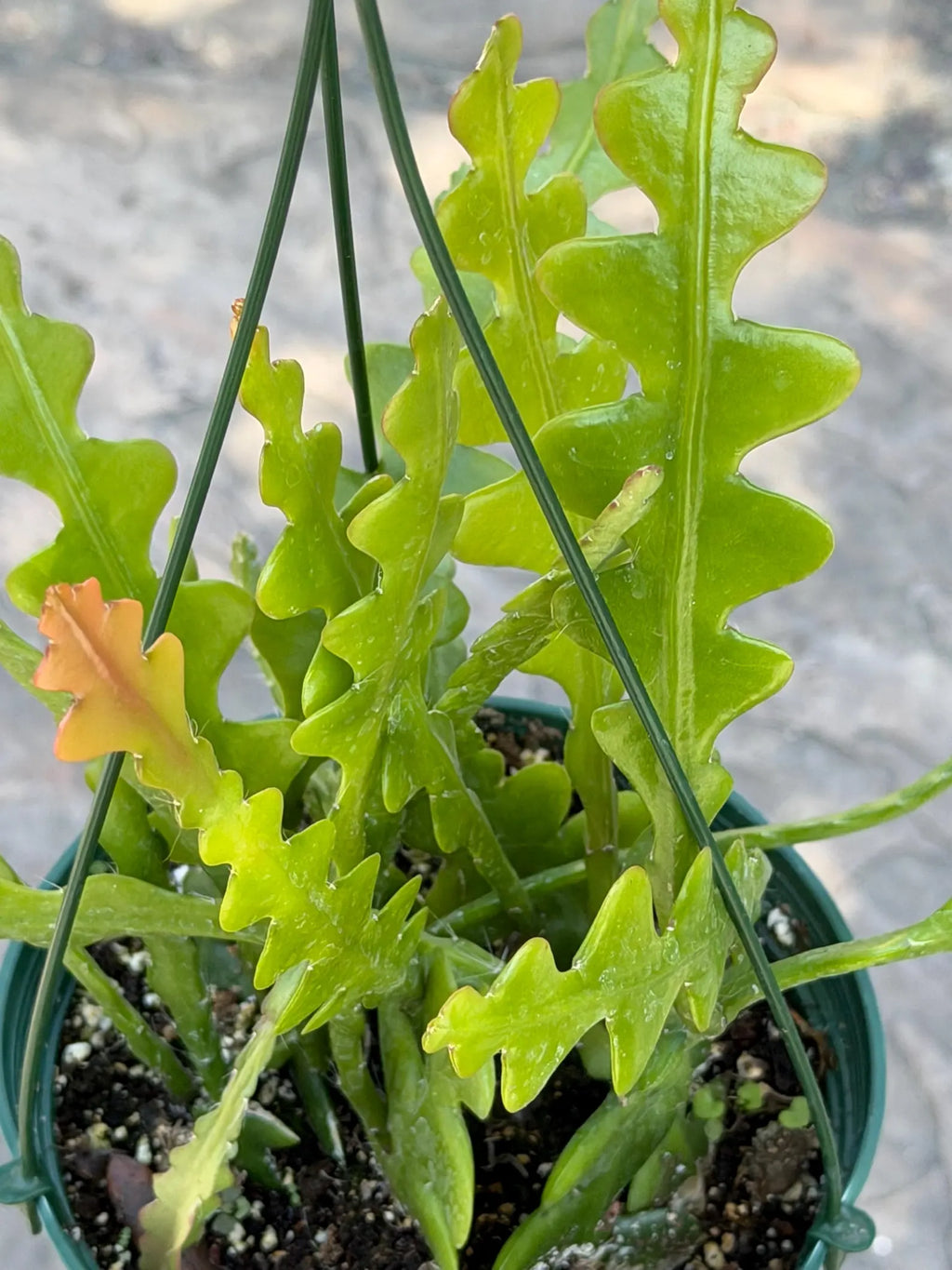 Fishbone Cactus | Rare Hanging Cactus | Live Succulent Plant