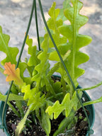 Fishbone Cactus | Rare Hanging Cactus | Live Succulent Plant