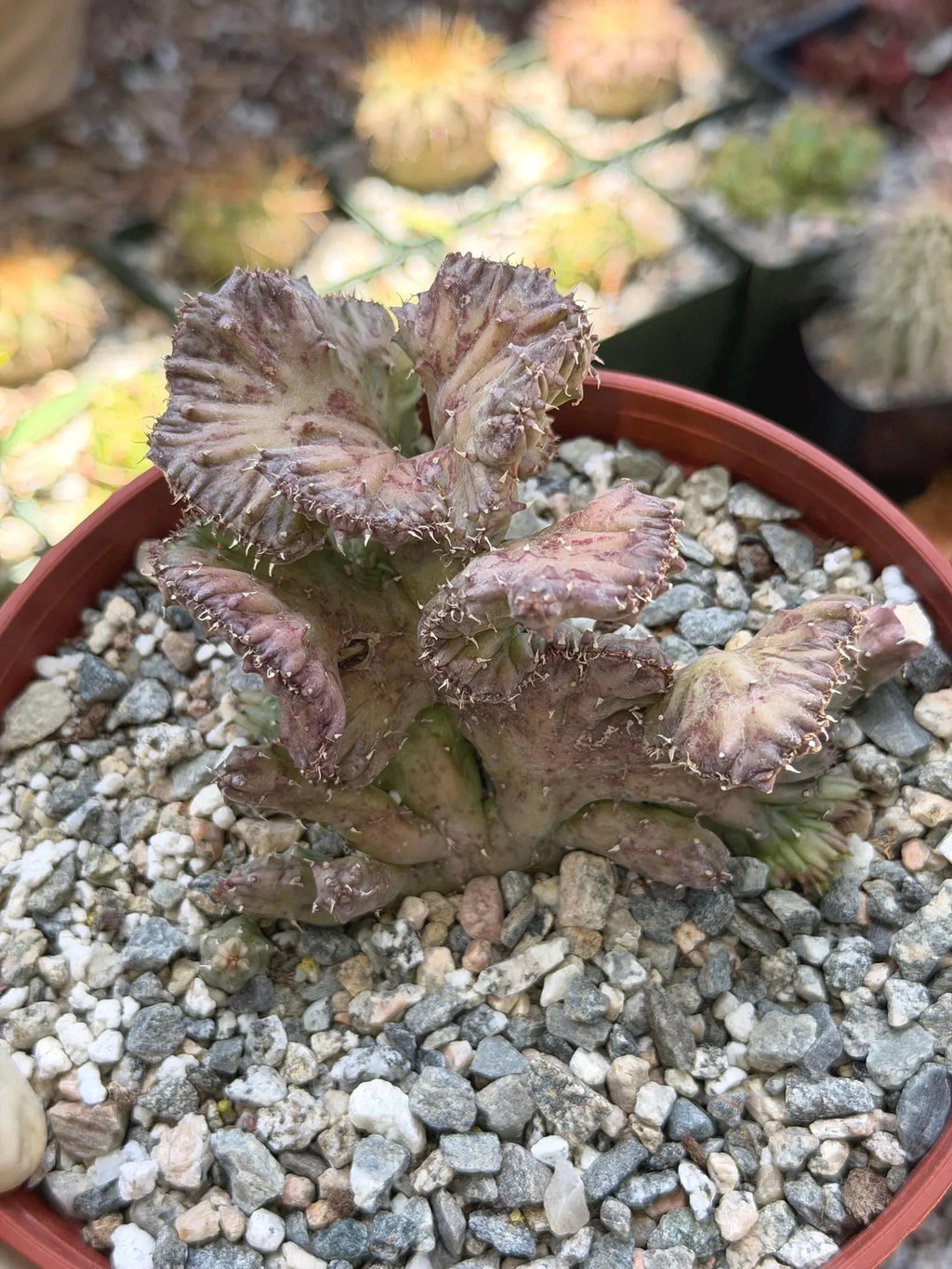 Huernia procumbens ‘Red Dragon Flower’ Live Plant | Rare Flowering Succulent
