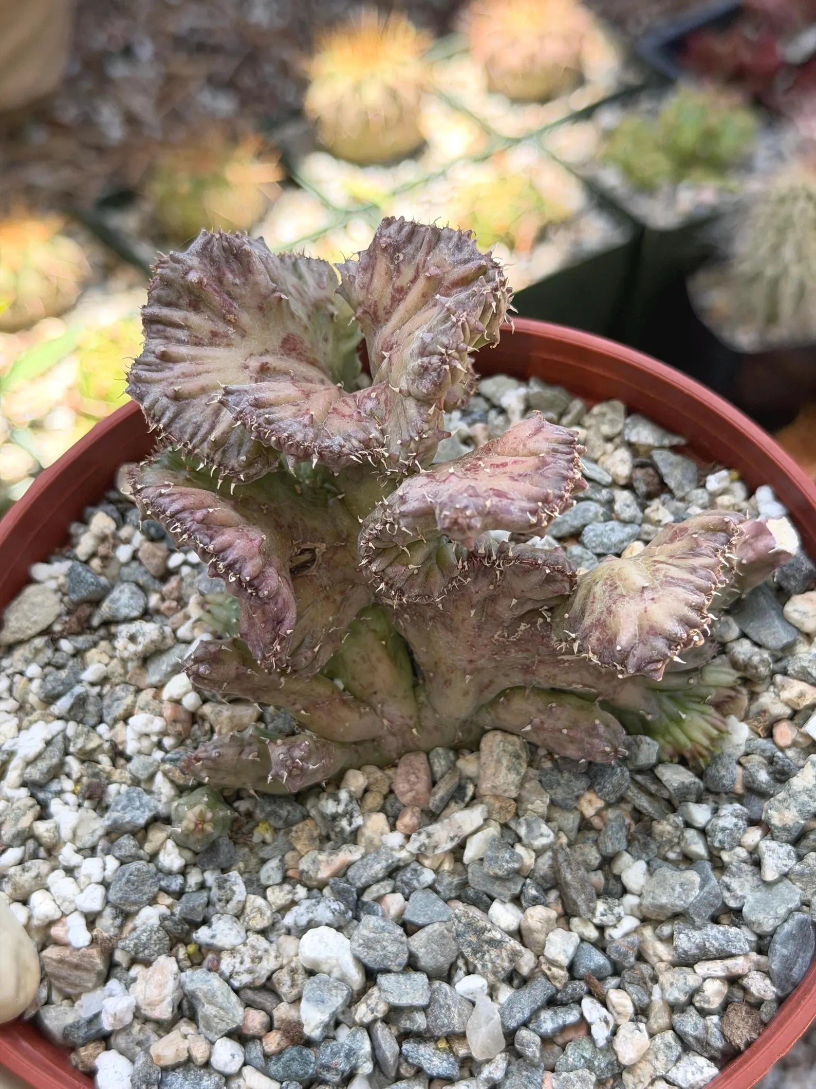 Huernia procumbens ‘Red Dragon Flower’ Live Plant | Rare Flowering Succulent