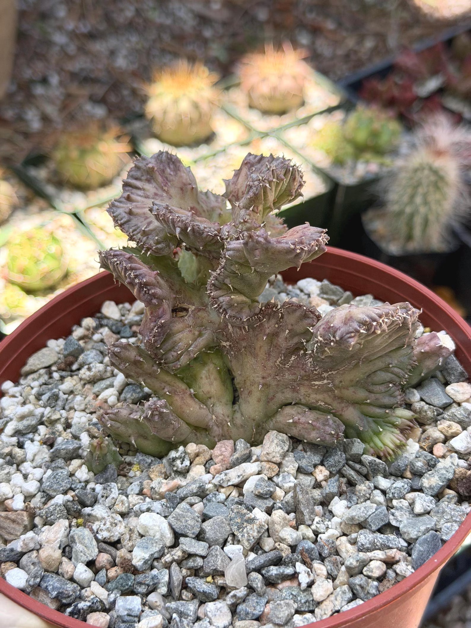 Huernia procumbens ‘Red Dragon Flower’ Live Plant | Rare Flowering Succulent